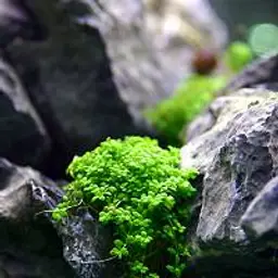 Dwarf Baby Tears
