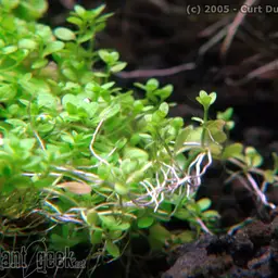 Dwarf Baby Tears, photo 3