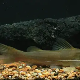 Yellow Catfish, photo 1