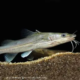 Yellow Catfish, photo 2