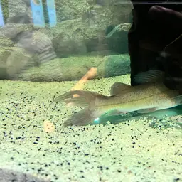 Yellow Catfish, photo 3