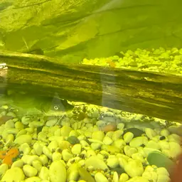 Yellow Catfish, photo 4