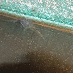 Yellow Catfish, photo 6