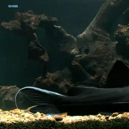 Blacktail Catfish