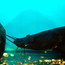 Blacktail Catfish, photo 2