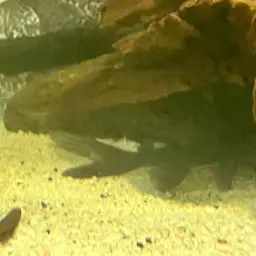 Blacktail Catfish, photo 3