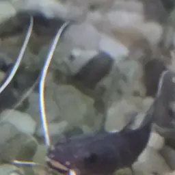 Blacktail Catfish, photo 5