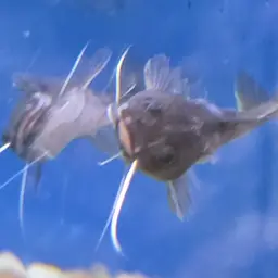 Blacktail Catfish, photo 6