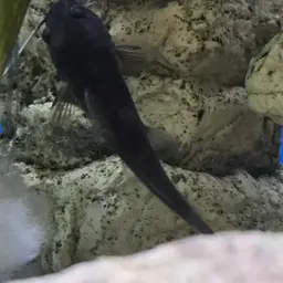 Blacktail Catfish, photo 7