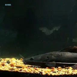 Asian Red Tailed Catfish
