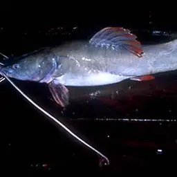 Asian Red Tailed Catfish, photo 2