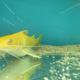 Asian Red Tailed Catfish, photo 3