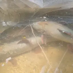 Asian Red Tailed Catfish, photo 4