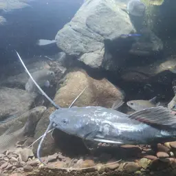 Asian Red Tailed Catfish, photo 5