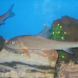 Amur Barbel, photo 2