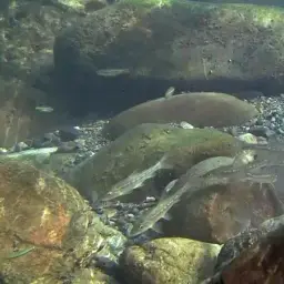Amur Barbel, photo 3