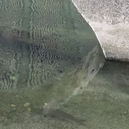 Amur Barbel, photo 4