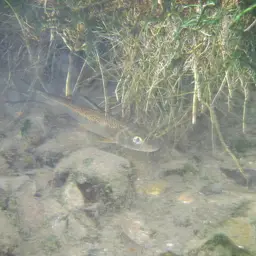 Amur Barbel