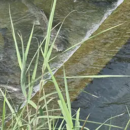 Amur Barbel, photo 5