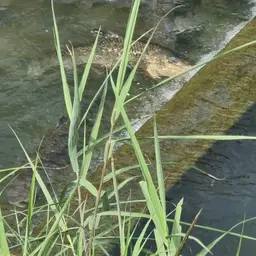Amur Barbel, photo 6