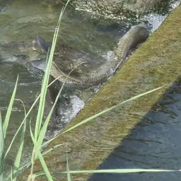Amur Barbel, photo 7