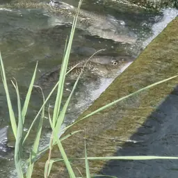 Amur Barbel, photo 8