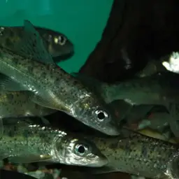 Spotted Barbel, photo 2