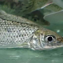 Spotted Barbel, photo 1