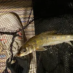 Spotted Barbel, photo 4