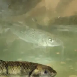 Spotted Barbel, photo 5