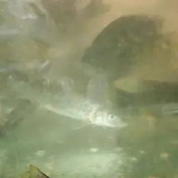 Spotted Barbel, photo 6