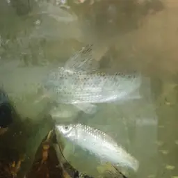 Spotted Barbel, photo 7