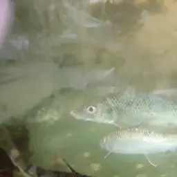Spotted Barbel, photo 8