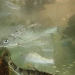 Spotted Barbel, photo 9