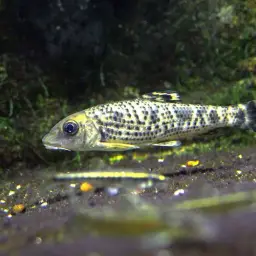 Korean Doty Barbel, photo 1