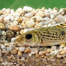 Korean Doty Barbel, photo 2