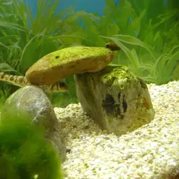 Korean Doty Barbel, photo 3