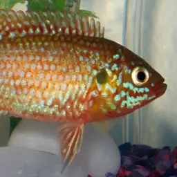 Jewel Cichlid