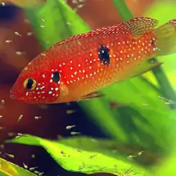Jewel Cichlid, photo 3