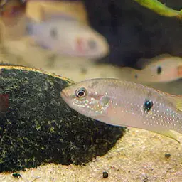 Jewel Cichlid, photo 4