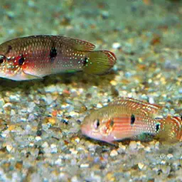 Jewel Cichlid, photo 5