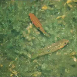 Jewel Cichlid, photo 6