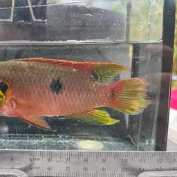 Jewel Cichlid, photo 7