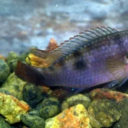 Jewel Cichlid, photo 8