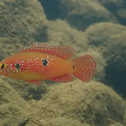 Jewel Cichlid, photo 9