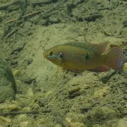 Jewel Cichlid, photo 10
