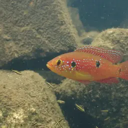 Jewel Cichlid, photo 11