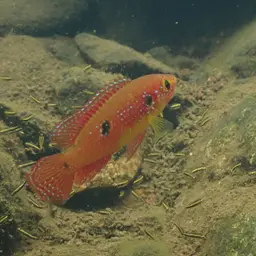 Jewel Cichlid, photo 12