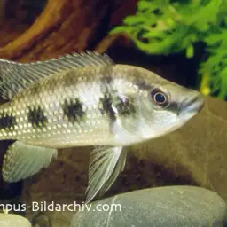 Banded Jewel Cichlid