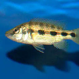 Banded Jewel Cichlid, photo 2